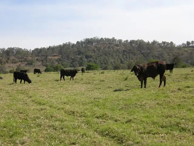 Sixth view of Homely rural property listing, 2287 Clarence Way, Upper Copmanhurst NSW 2460