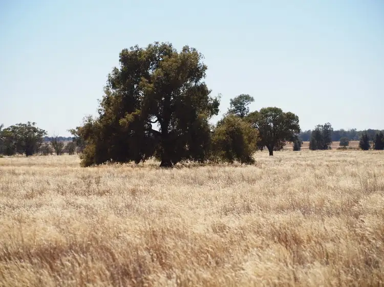 - 'Clear Ridge', West Wyalong NSW 2671
