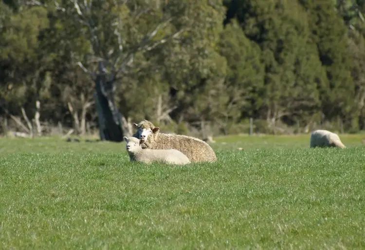 Seventh view of Homely rural property listing, 342 Kerrs Road, Macarthur VIC 3286