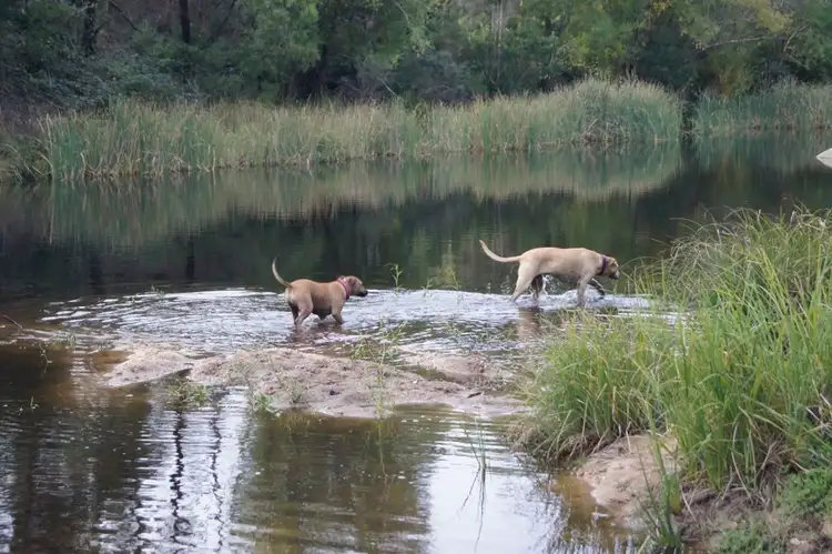 Third view of Homely rural property listing, 1615 Monaro Highway, Noorinbee VIC 3890