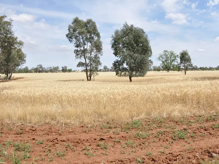 Third view of Homely land listing, Lots 155 & 156 Broad Street, Old Junee NSW 2652