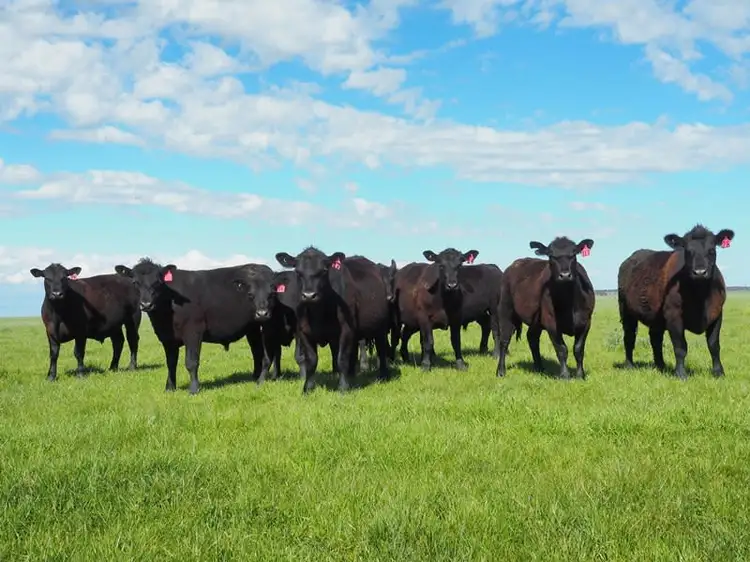 - Castle Carey Road, Mortlake VIC 3272
