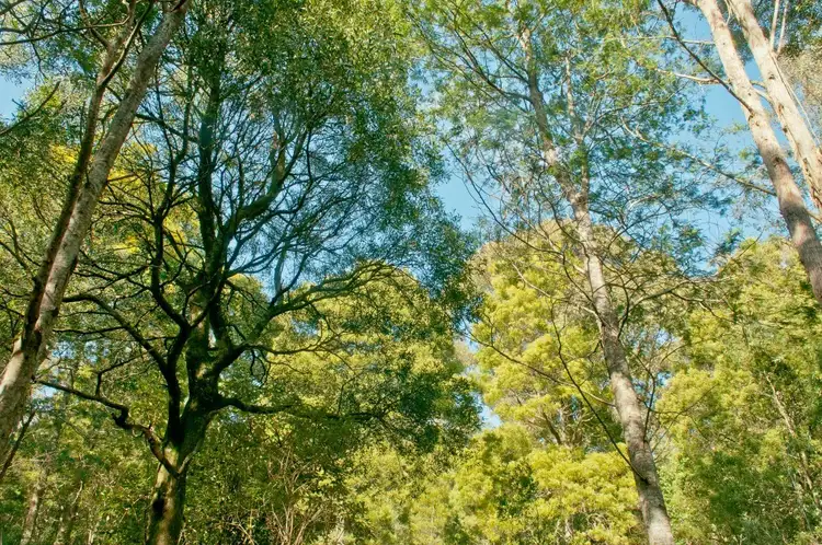 Fifth view of Homely rural property listing, 0 Crowdens Road, Western Creek TAS 7304