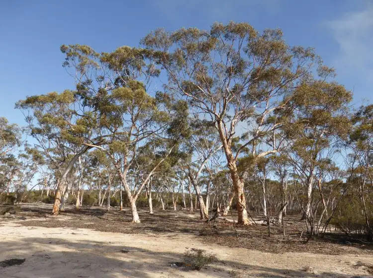 Main view of Homely rural property listing, Lot 1395 Westonia Road, Bodallin WA 6424