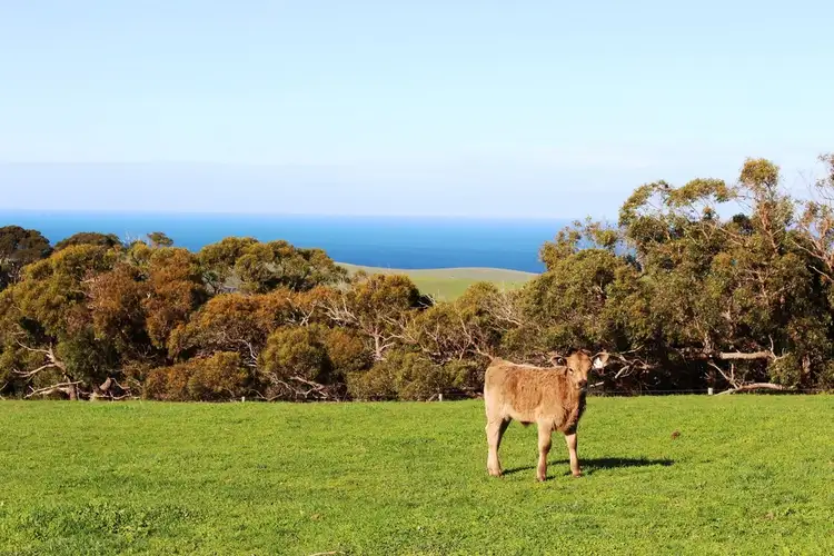 Fifth view of Homely rural property listing, 254 Mt. Scrub Rd, Waitpinga SA 5211