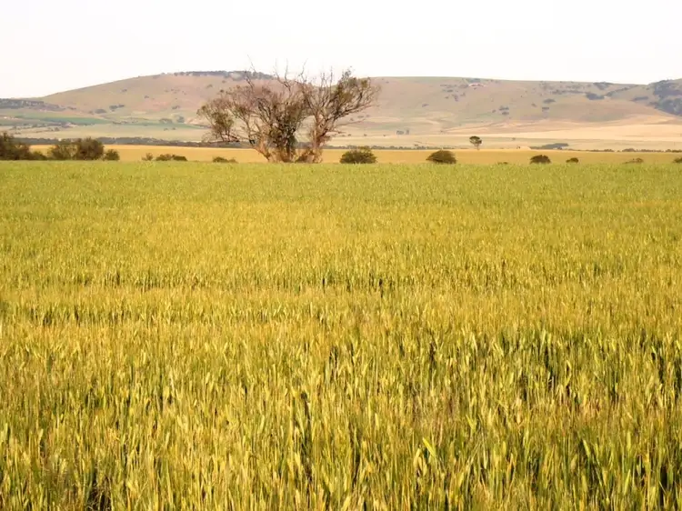 * 57.45ha ?Patto?s? 142acs, Bumbunga SA 5520