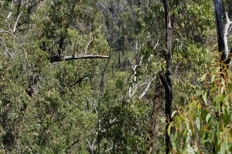 201 Forest Road, Flowerdale VIC 3717