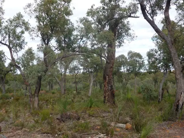 Sixth view of Homely land listing, 7 Blue Squill Drive, Lower Chittering WA 6084