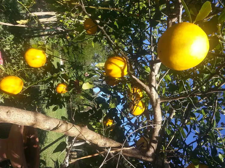 Sixth view of Homely house listing, 21 Pacific View Drive, Tinbeerwah QLD 4563