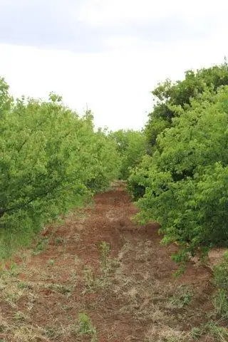 Third view of Homely rural property listing, 55 Balantyne Road, Waikerie SA 5330