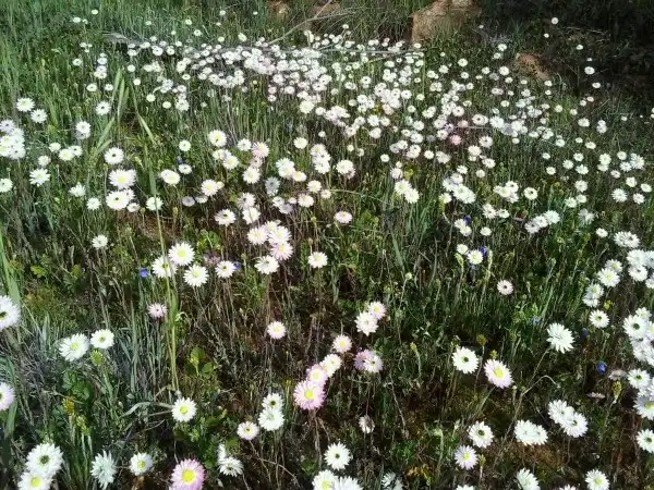 Main view of Homely land listing, 1 Drummond Road, Tardun WA 6628