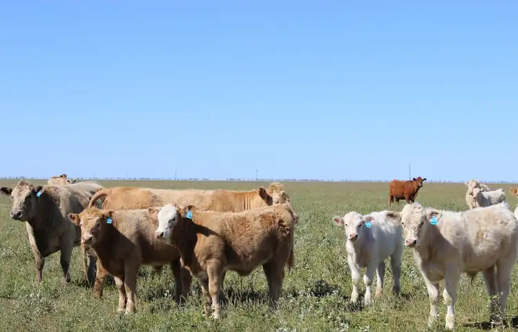 ''Savanna" Jobs Gate Road, Brewarrina NSW 2839