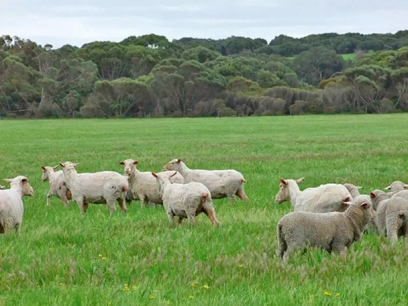 Main view of Homely rural property listing, Section 30 Three Chain Rd, Haines SA 5223