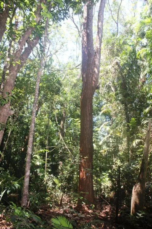 Seventh view of Homely land listing, 195 Bloodwood Road COW BAY, Daintree QLD 4873