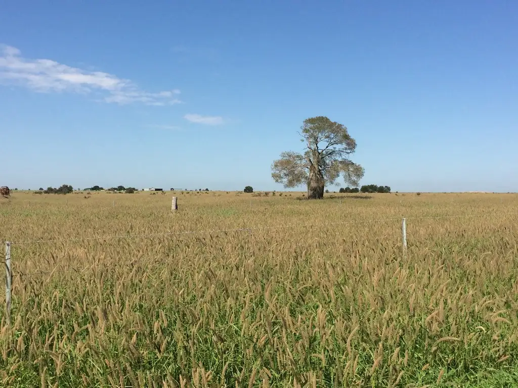 Main view of Homely rural property listing, 487 Hills Access Road, Dingo QLD 4702