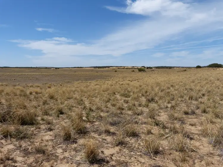 Main view of Homely rural property listing, 245 Mallee Hills Road, Lameroo SA 5302