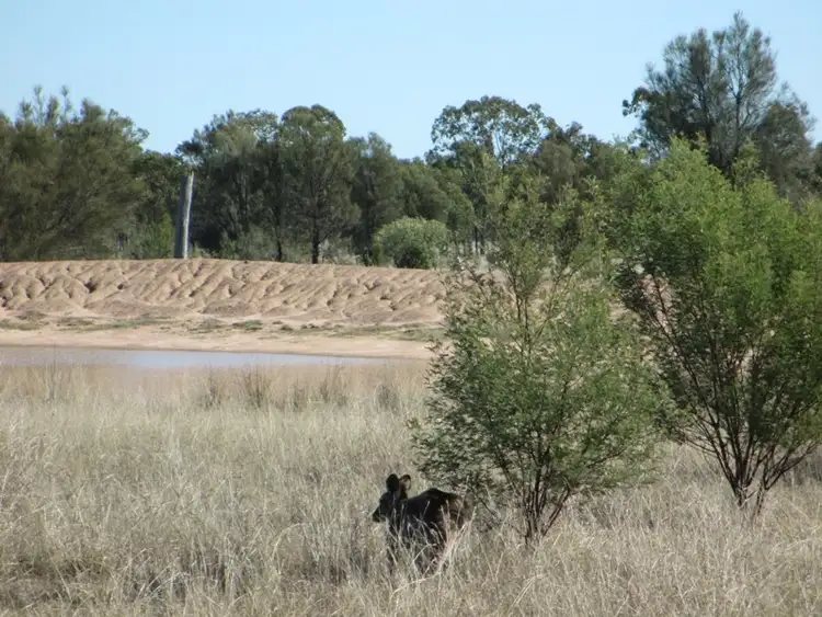 Third view of Homely rural property listing, LOT 29 BARTELS ROAD, Tara QLD 4421