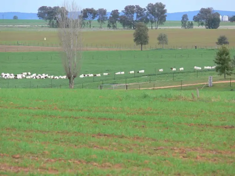 Fifth view of Homely rural property listing, 53 Badgery Road, Cowra NSW 2794