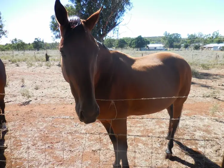 Seventh view of Homely house listing, Lot 15 Mitchell Lane, Griffith NSW 2680