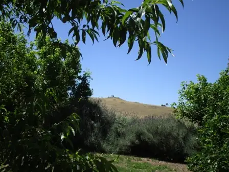Main view of Homely land listing, 268 Macdonnell street, Springton SA 5235
