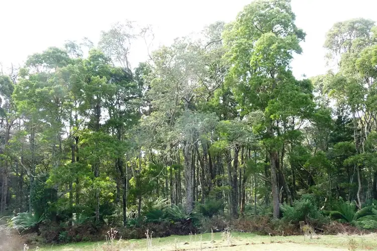 Sixth view of Homely rural property listing, 29371 Tasman Highway, Weldborough TAS 7264