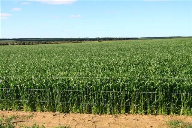 Seventh view of Homely rural property listing, 2716 Southern Brook Rd, Meckering WA 6405