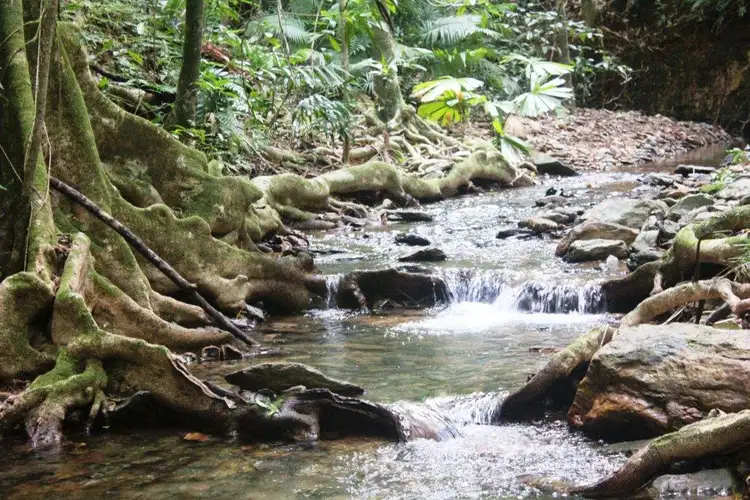 Lot 516 Silver Ash Road COW BAY, Daintree QLD 4873