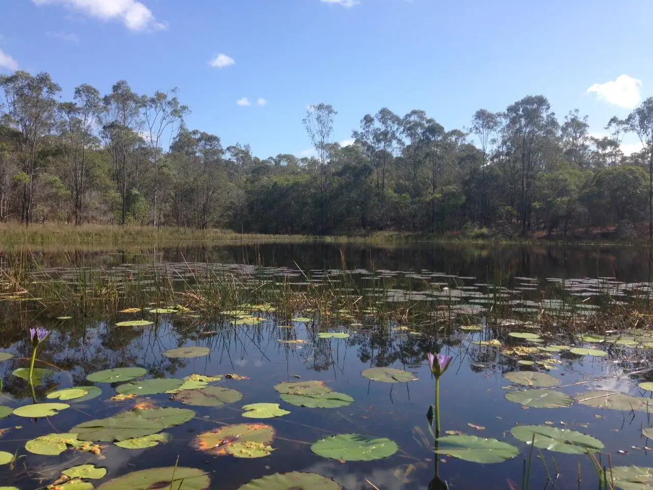 Main view of Homely land listing, 613 Diamond Hill Rd, Rosedale QLD 4674