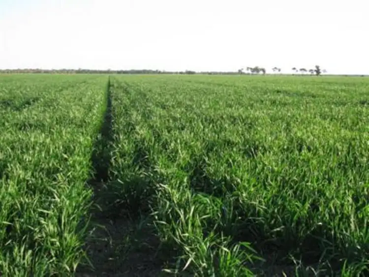 Third view of Homely rural property listing, 2764 McGrane Way, Narromine NSW 2821