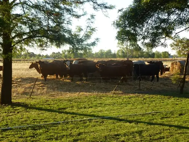Main view of Homely rural property listing, Lot 57 Riverina Highway, Finley NSW 2713