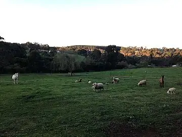 Sixth view of Homely land listing, 45 Flintoff Road, Bridgetown WA 6255