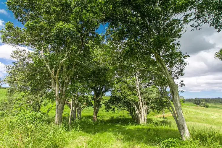 Fifth view of Homely land listing, # 939 Booyong Rd, Clunes NSW 2480