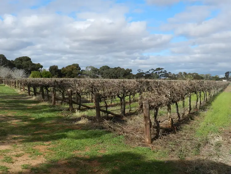 Sixth view of Homely land listing, 201, 202 & 203 Wilkinson Road, Loveday SA 5345