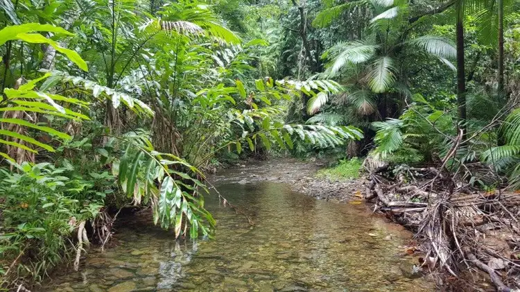 Fourth view of Homely land listing, 100 Ironbark Road, Daintree QLD 4873
