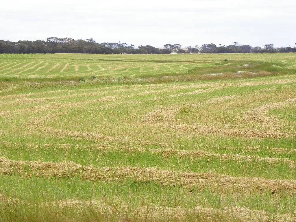 Main view of Homely rural property listing, "Kentwood Farms" 1134 Ongerup-Pingrup Road, Ongerup WA 6336