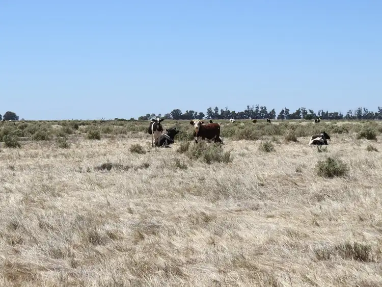 Fifth view of Homely rural property listing, "Dandaloo" Noorong Road, Barham NSW 2732