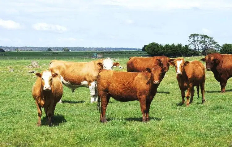 Fourth view of Homely rural property listing, 410 Danedite Road, Camperdown VIC 3260