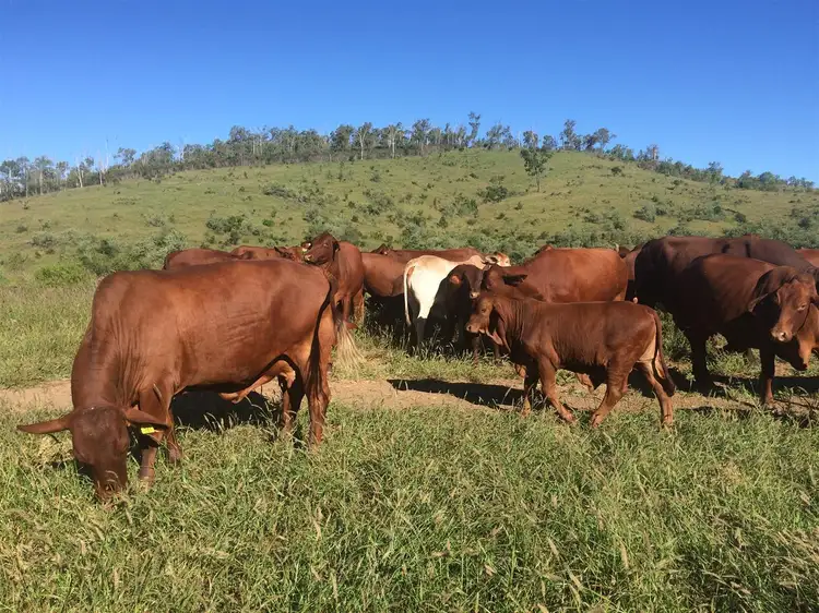 Fourth view of Homely rural property listing, . Lenz Road, Duaringa QLD 4712