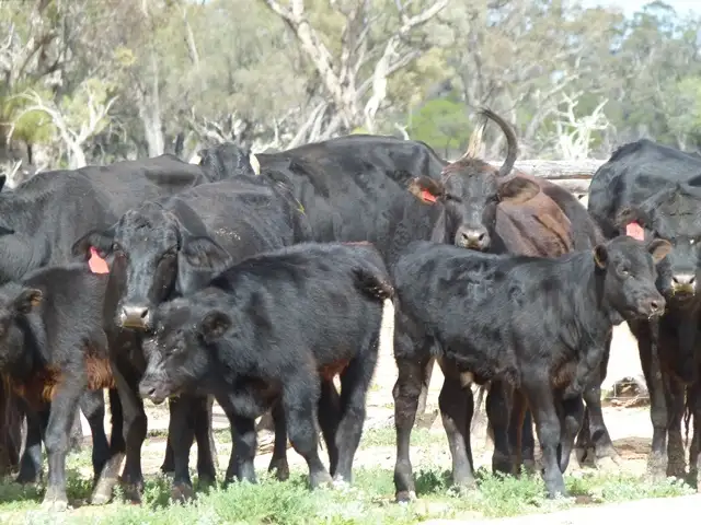 425 Middleton Road, Cunnamulla QLD 4490