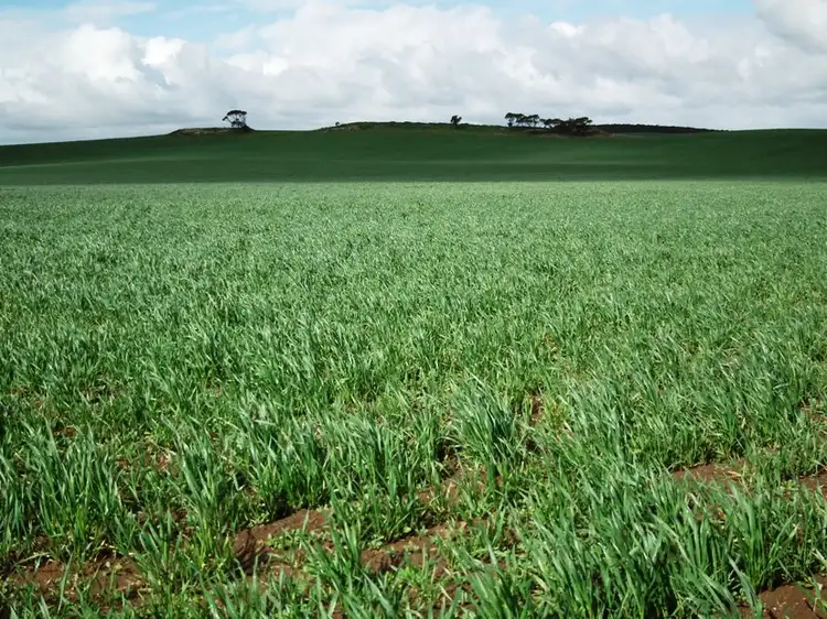 Main view of Homely rural property listing, Section 21 Hundred of Heggaton, MANGALO via, Cleve SA 5640