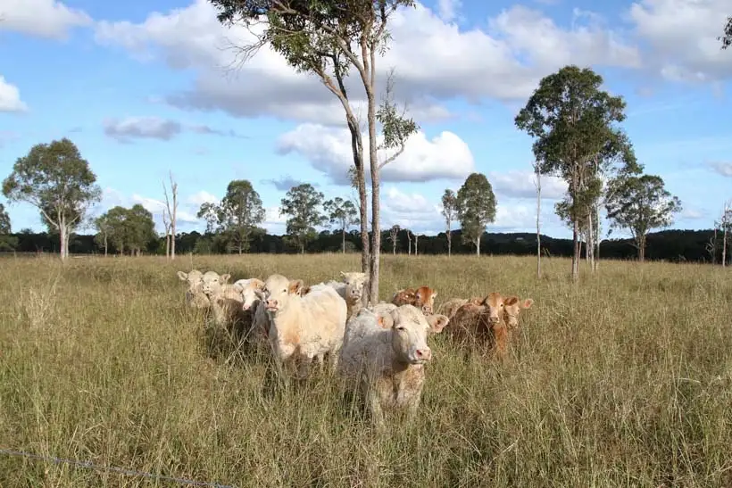 Main view of Homely rural property listing, Address available on request