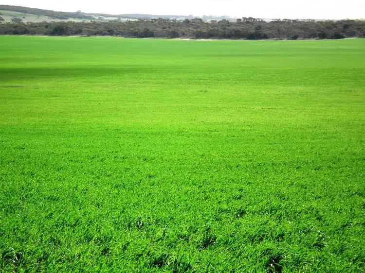 Sixth view of Homely rural property listing, Section 21 Hundred of Heggaton, MANGALO via, Cleve SA 5640
