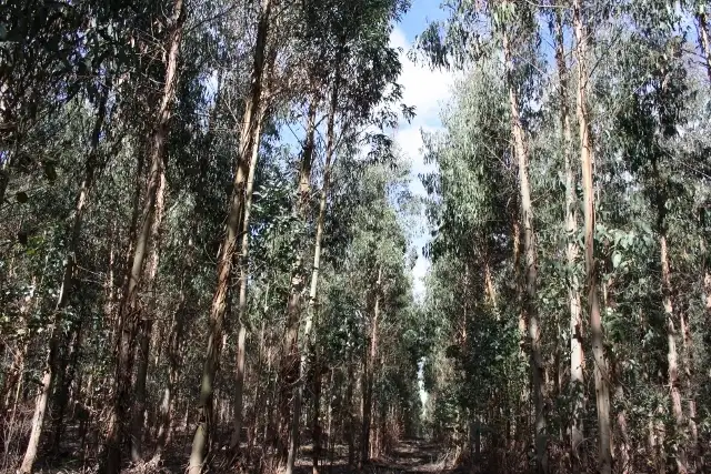 Fifth view of Homely rural property listing, 179 NORMANS ROAD, Mumbannar VIC 3304