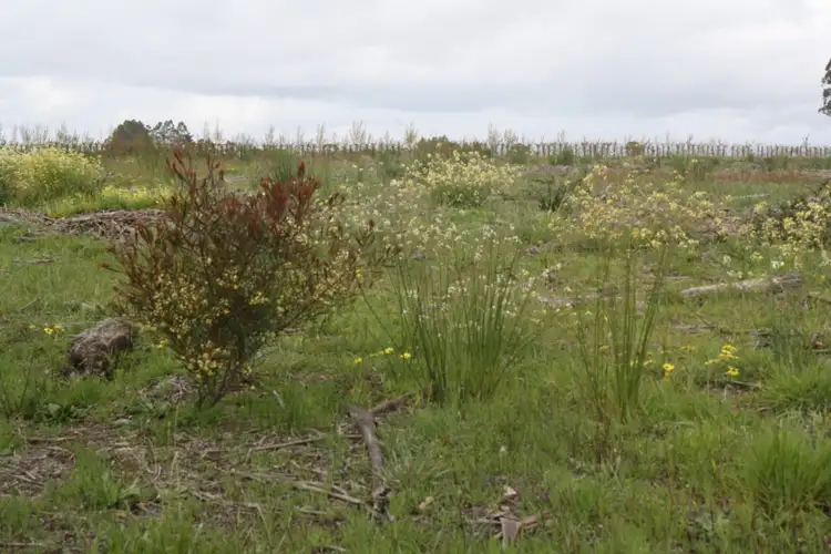 Third view of Homely rural property listing, Lot 6 South Western Highway, Manjimup WA 6258