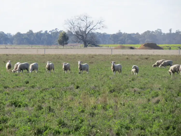 Third view of Homely rural property listing, RMB 185 Hetherington Road, Deniliquin NSW 2710