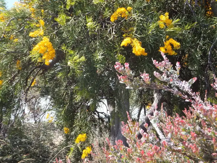 Third view of Homely land listing, 24 Boronia Street, Hopetoun WA 6348