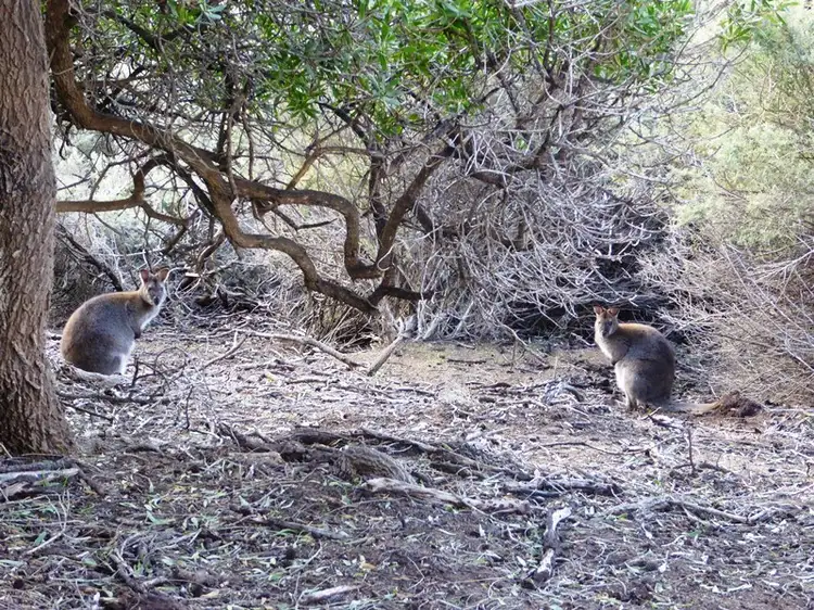 Fifth view of Homely land listing, PID 7557661 North East River Road, Flinders Island TAS 7255