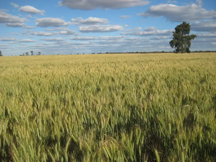 Seventh view of Homely rural property listing, . "Curlew Park South", Goolgowi NSW 2652