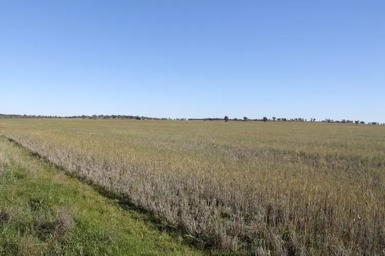 Third view of Homely rural property listing, - Tallabung, Forbes NSW 2871