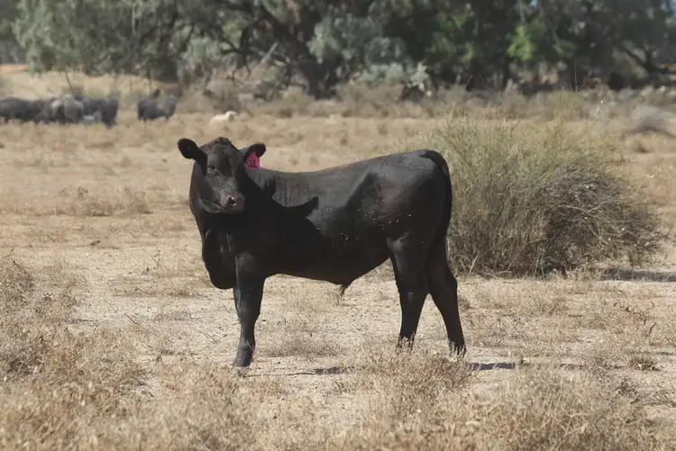 Second view of Homely rural property listing, Address available on request